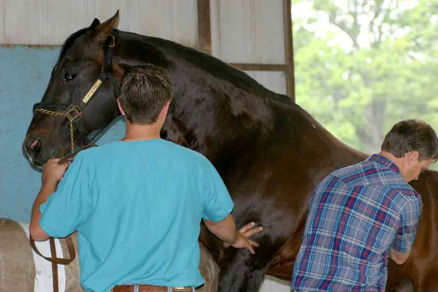 Doc O Lena Twist in the Breeding Shed