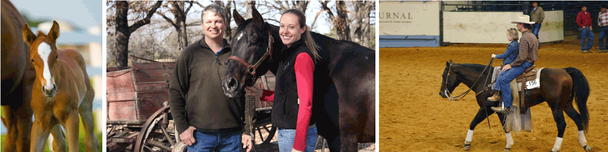 Equine Veterinary Services clinic in Terrrell, Texas