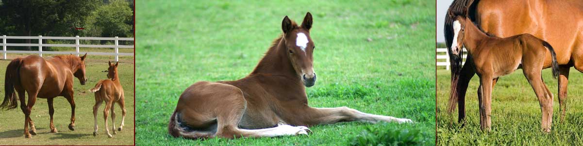 Equine Veterinary Services:  Breeding