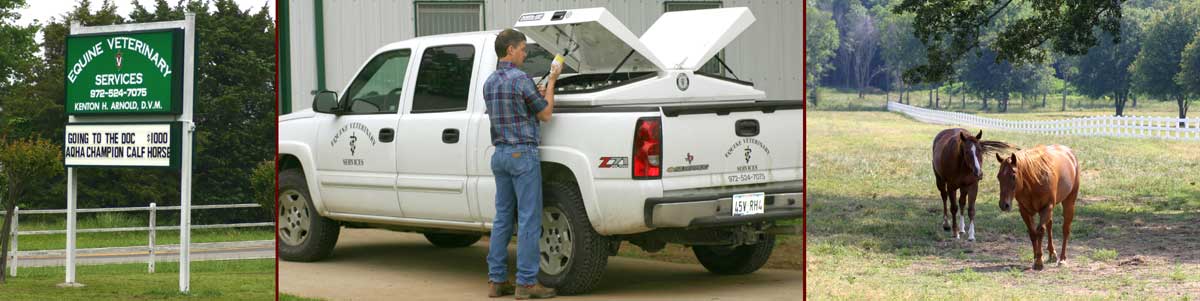 Equine Veterinary Services