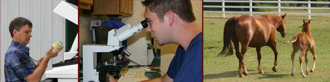 Equine Veterinary Services