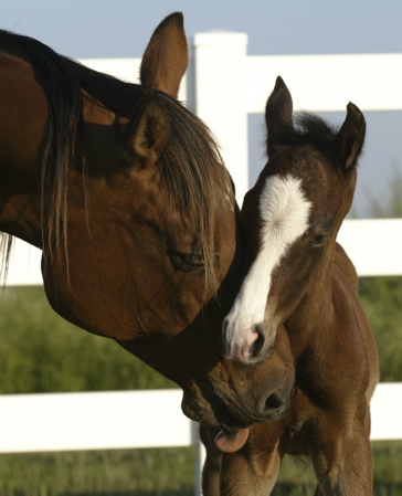 World Champion AQHA Producer Bobbys Rene with new foal Elvis