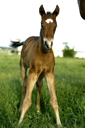 Foal by Doc O Lena Twist