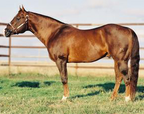 Royal Silver King