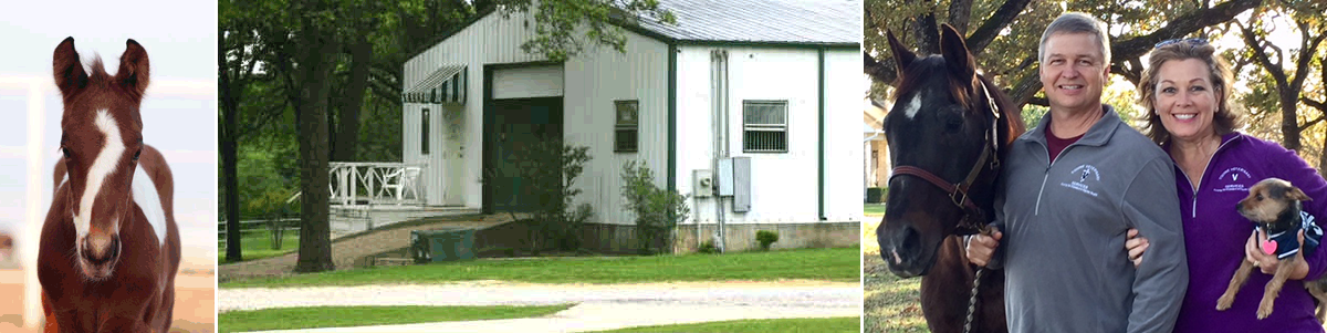 Equine Veterinary Services clinic in Terrrell, Texas