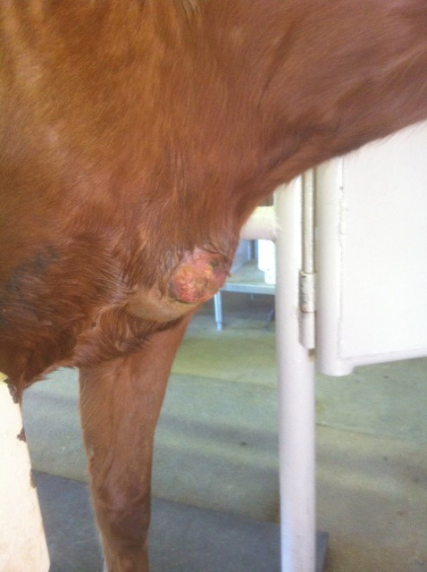 Learn how to deal with Pigeon Breast Infections