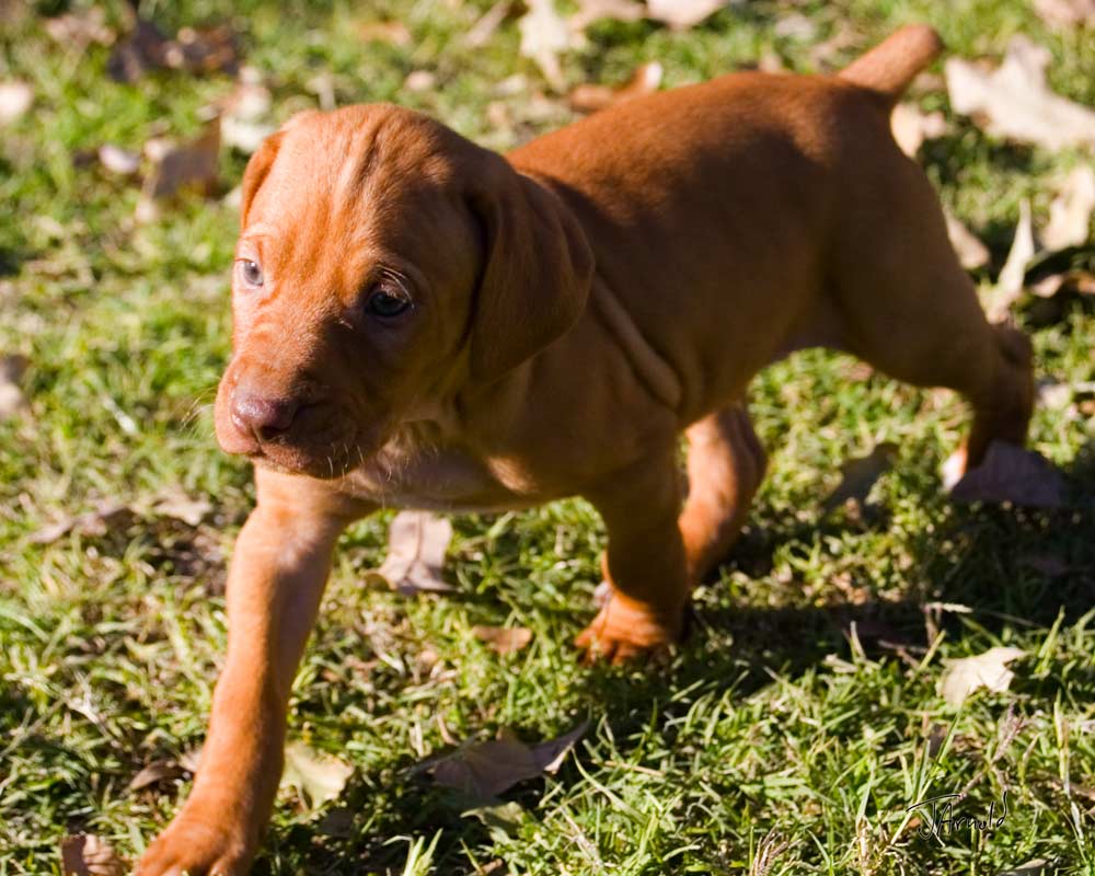 Vizsla Pup from the 2006 Litter